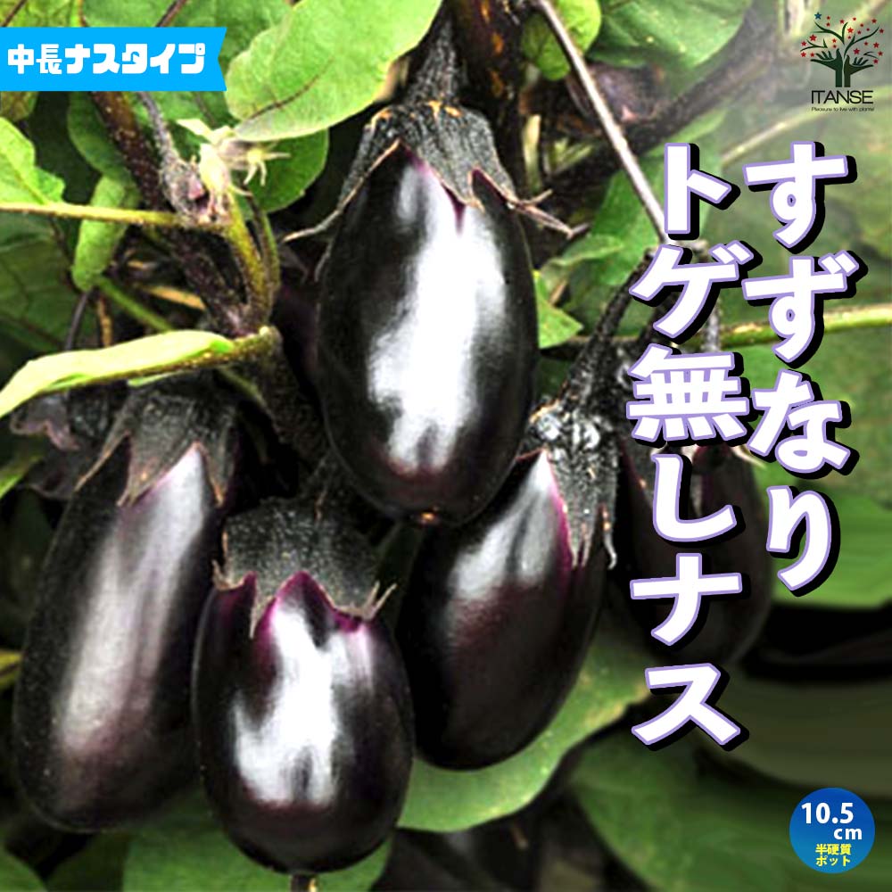 すずなりとげ無しなすの苗(中長ナスタイプ)2個～【野菜苗 9cmポット自根苗】
