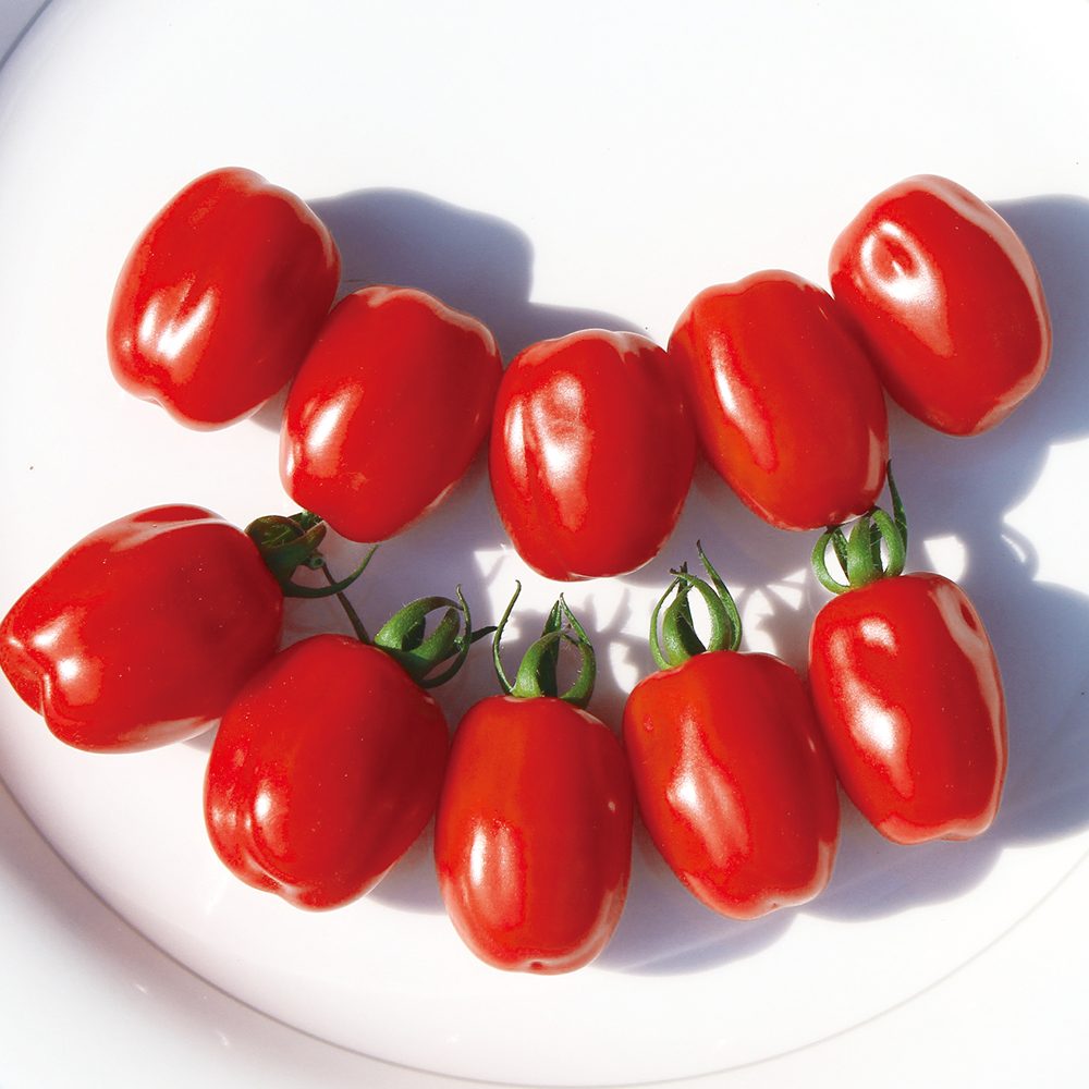 高糖度薄皮ミニトマト コンフェット2個～【9cmポット自根苗】