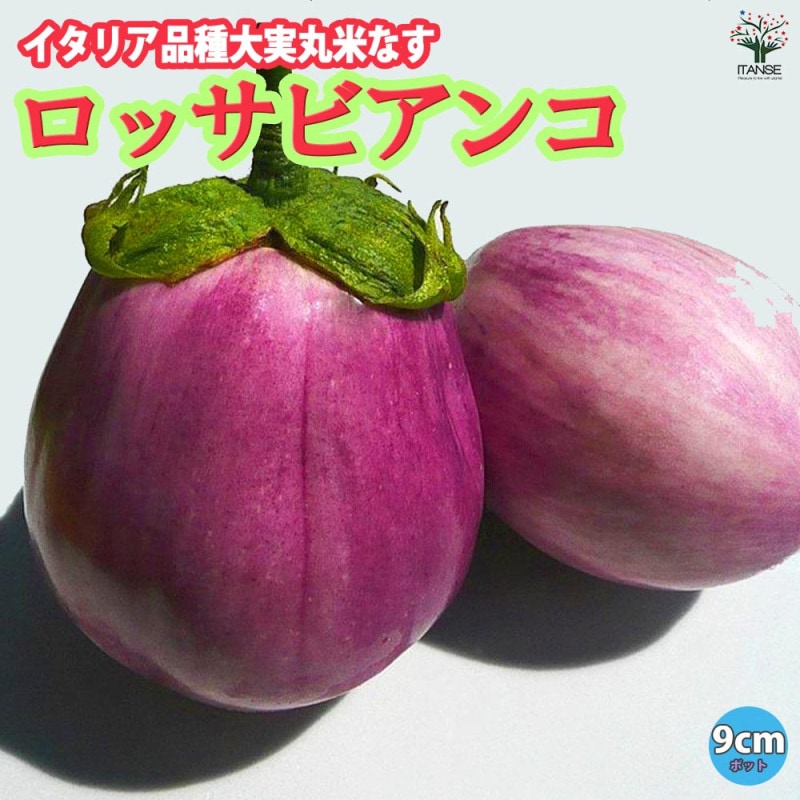 サツマイモ切苗 500本 ハロウィンスウィート さつまいも切苗 品種：ハロウィンスイート【野菜の苗／切苗(約25