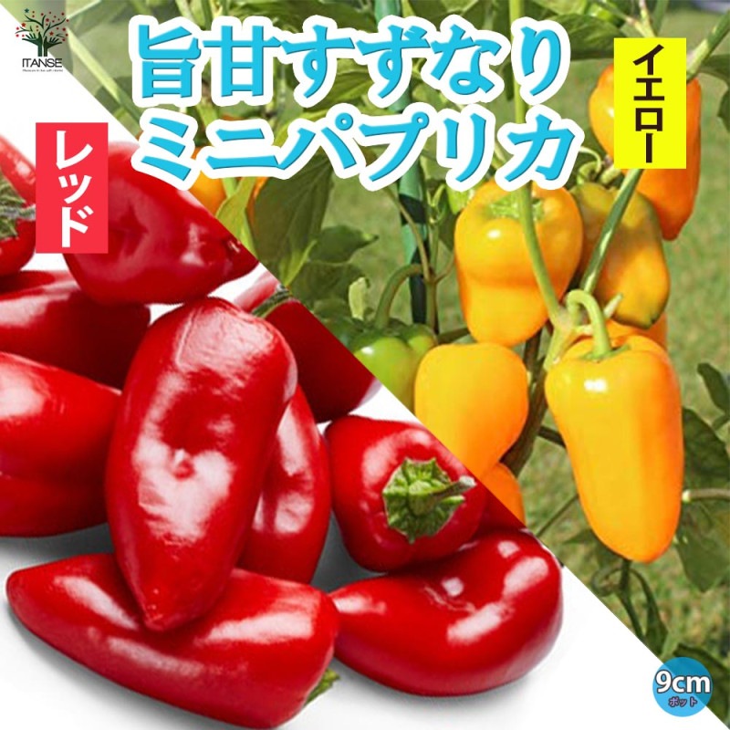 ピーマン／パプリカ｜【植物のITANSE】全品送料無料・即出荷!