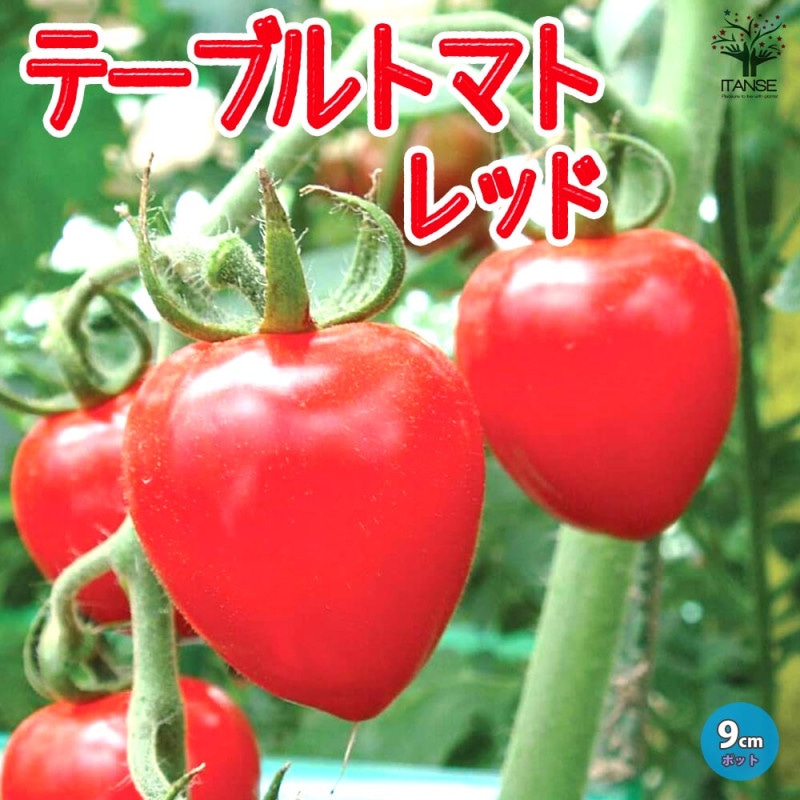 ミニトマトの苗 アイコ 高糖度・育てやすい2個～【野菜の苗 10.5cm