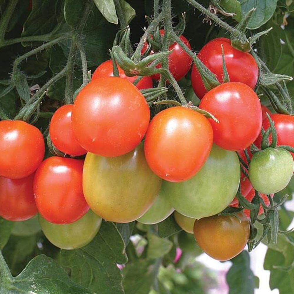 テーブルトマト レッド ミニトマト苗2個～【9cmポット自根苗／赤実