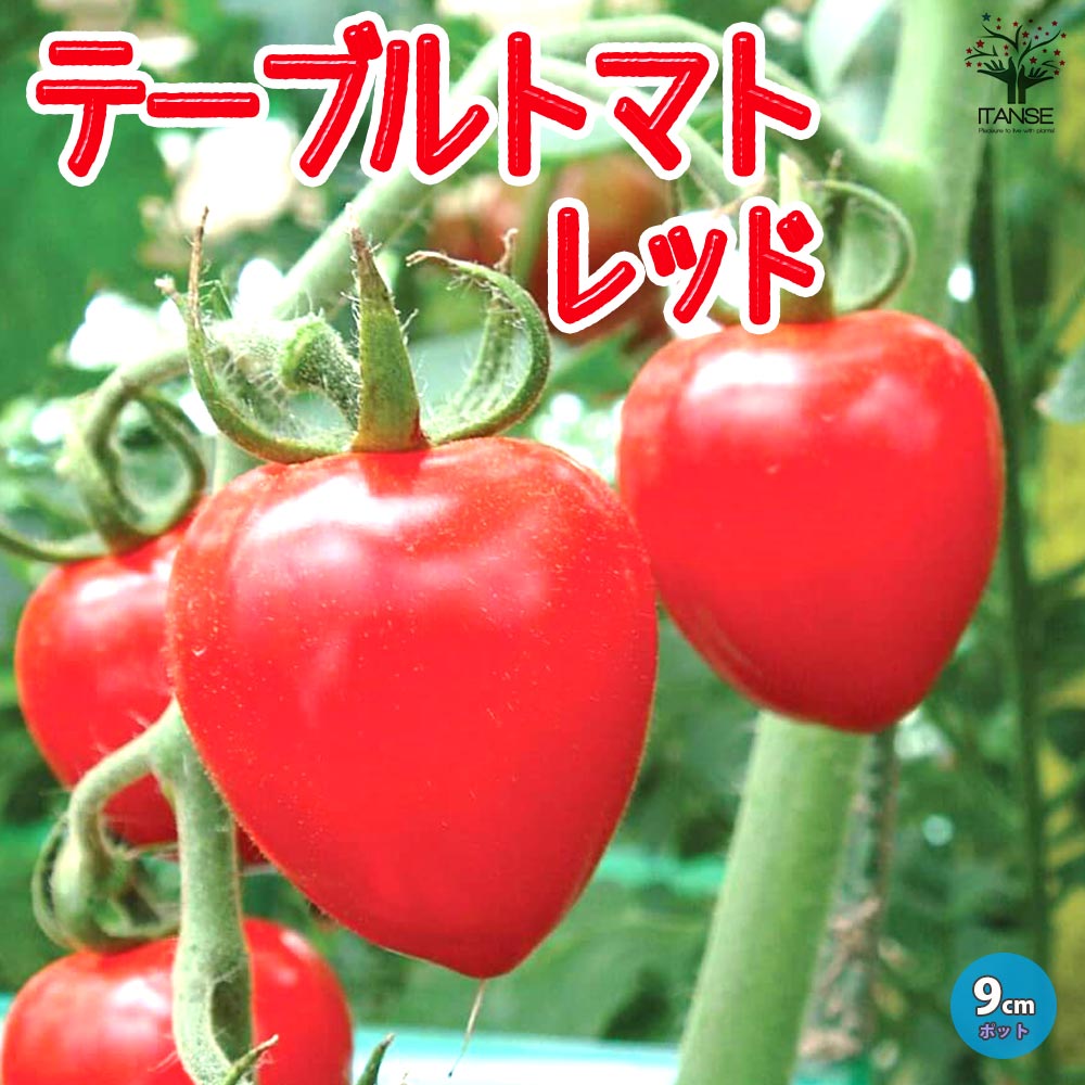 テーブルトマト レッド ミニトマト苗2個～【9cmポット自根苗／赤実】