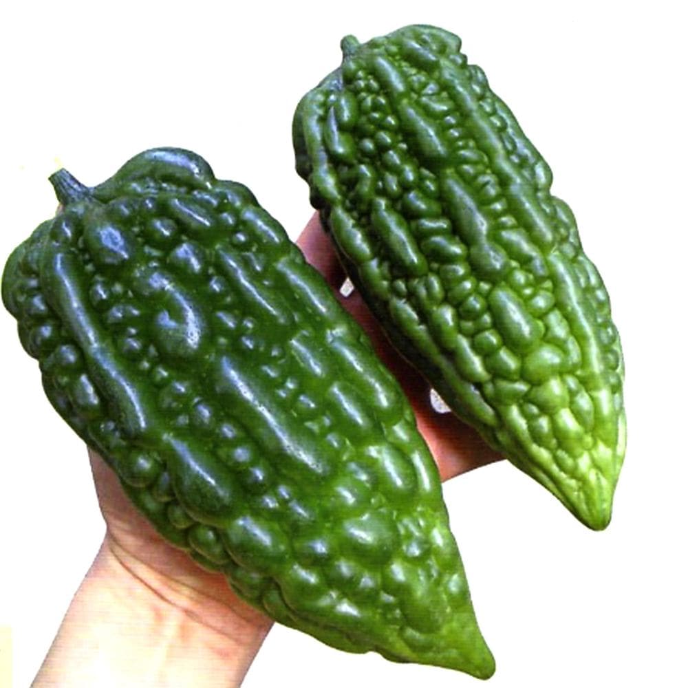 肉厚サラダゴーヤ(苦みマイルド!楽々多収穫!NEWタイプゴーヤー)2個～【自根苗9cmポット】