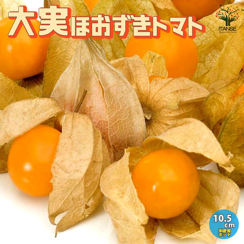 観賞用ホオズキ 【観葉植物 3号】｜ 【植物のITANSE】全品送料
