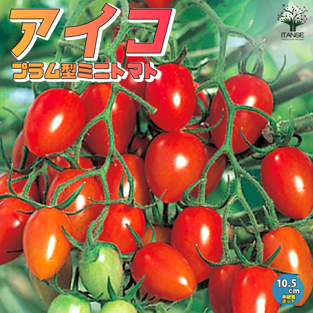 ミニトマトの苗 アイコ 高糖度・育てやすい2個～【野菜の苗 10.5cmポット 自根苗】