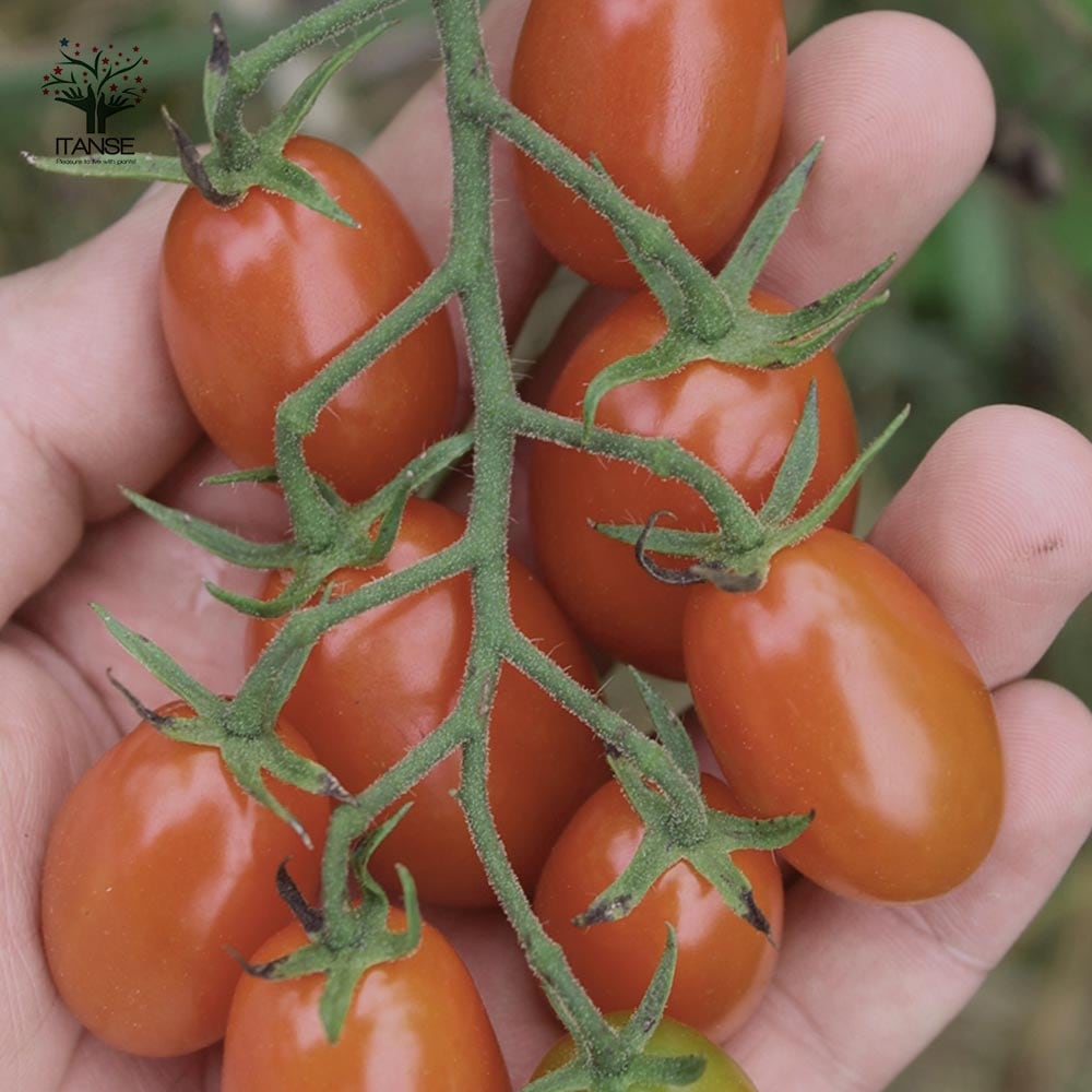 高糖度ミニトマトの苗 チョコアイコ 高糖度・カラフル2個～【野菜の苗