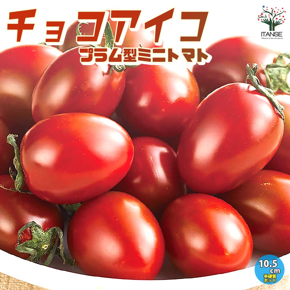 高糖度ミニトマトの苗 チョコアイコ 高糖度・カラフル2個～【野菜の苗 10.5cmポット 自根苗】