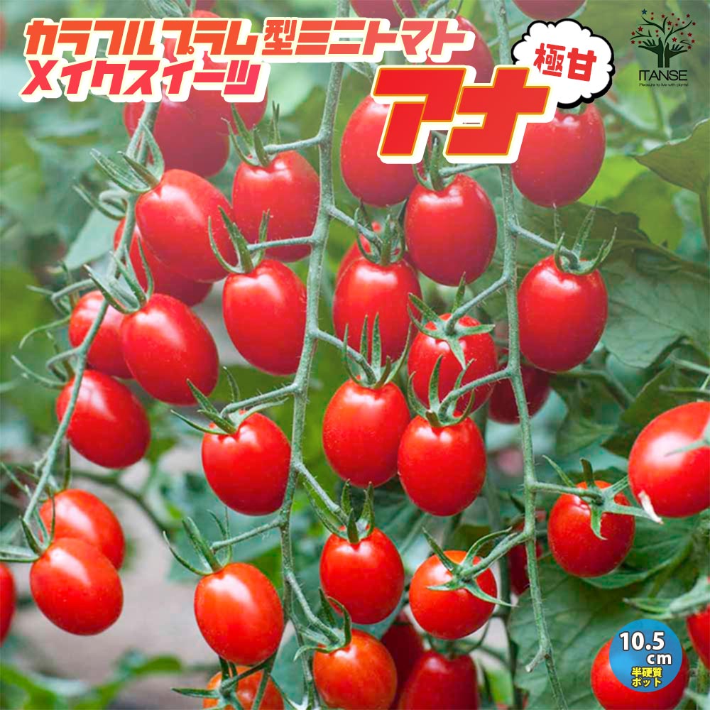 極甘プラム型フルーツミニトマト メイクスイーツ アナ フルーツミニトマトの苗2個～【野菜の苗 10.5cmポット 自根苗】