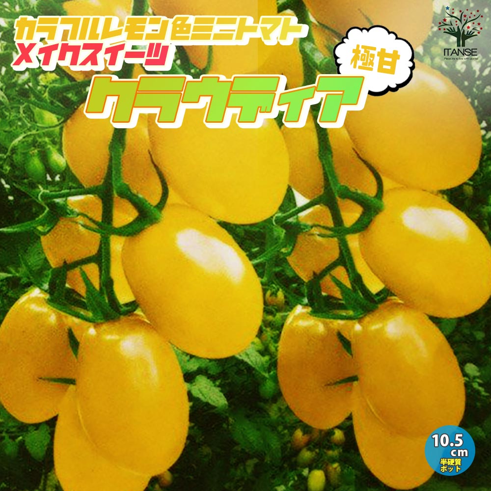 極甘カラフルミニトマト メイクスイーツ クラウディア ミニトマトの苗2個～【野菜の苗 10.5cmポット 自根苗】