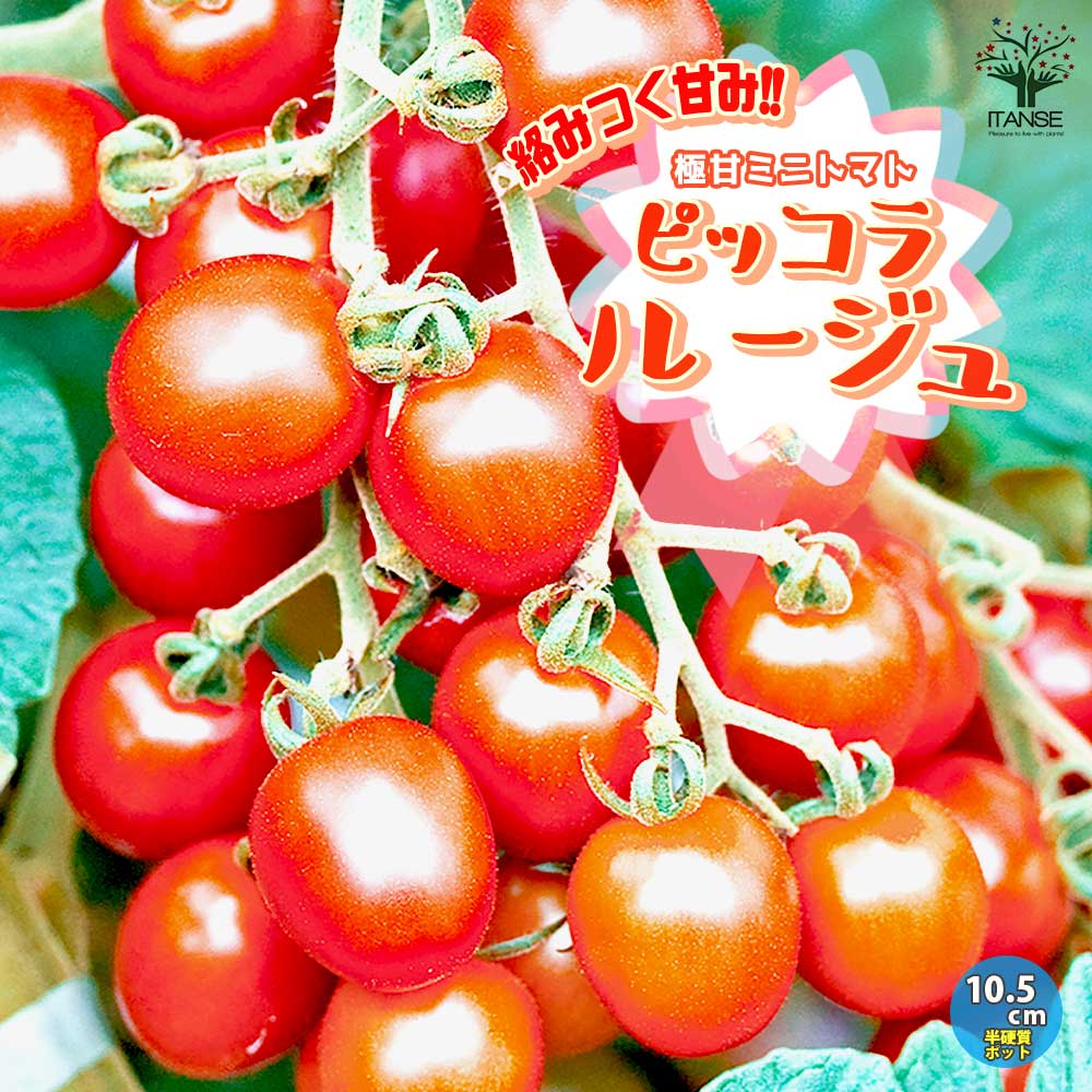 極甘ピッコラルージュ からみつく甘み！ ミニトマトの苗【野菜の苗 10.5cmポット 自根苗】