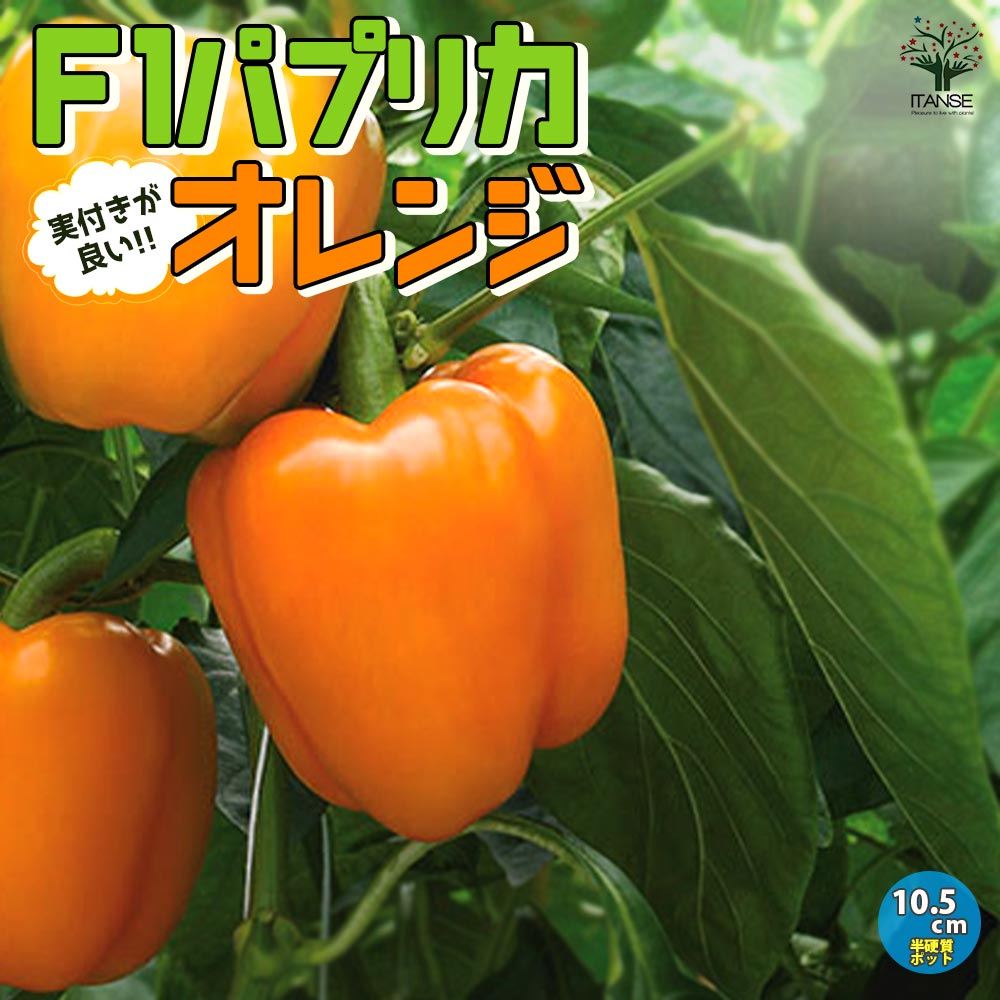 F1パプリカの苗 オレンジ 実付きが良い2個～【野菜の苗 10.5cmポット 自根苗】