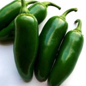 ハラペーニョの苗 2個〜【野菜の苗 10.5cmポット 自根苗】|トウガラシ|野菜苗