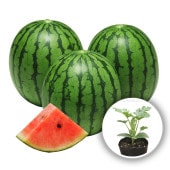 スイカの苗 赤小玉スイカ ひとりじめ7(ひとりじめセブン)2個〜【野菜の苗 10.5cmポット 自根苗】|スイカ|野菜苗