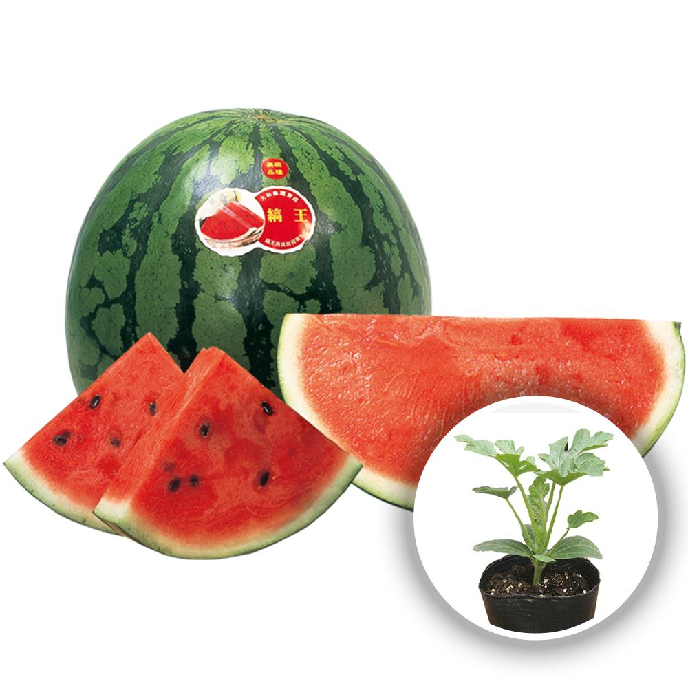 スイカの苗 赤大玉スイカ 縞王(しまおう) 2個～【野菜の苗 10.5cmポット 自根苗】