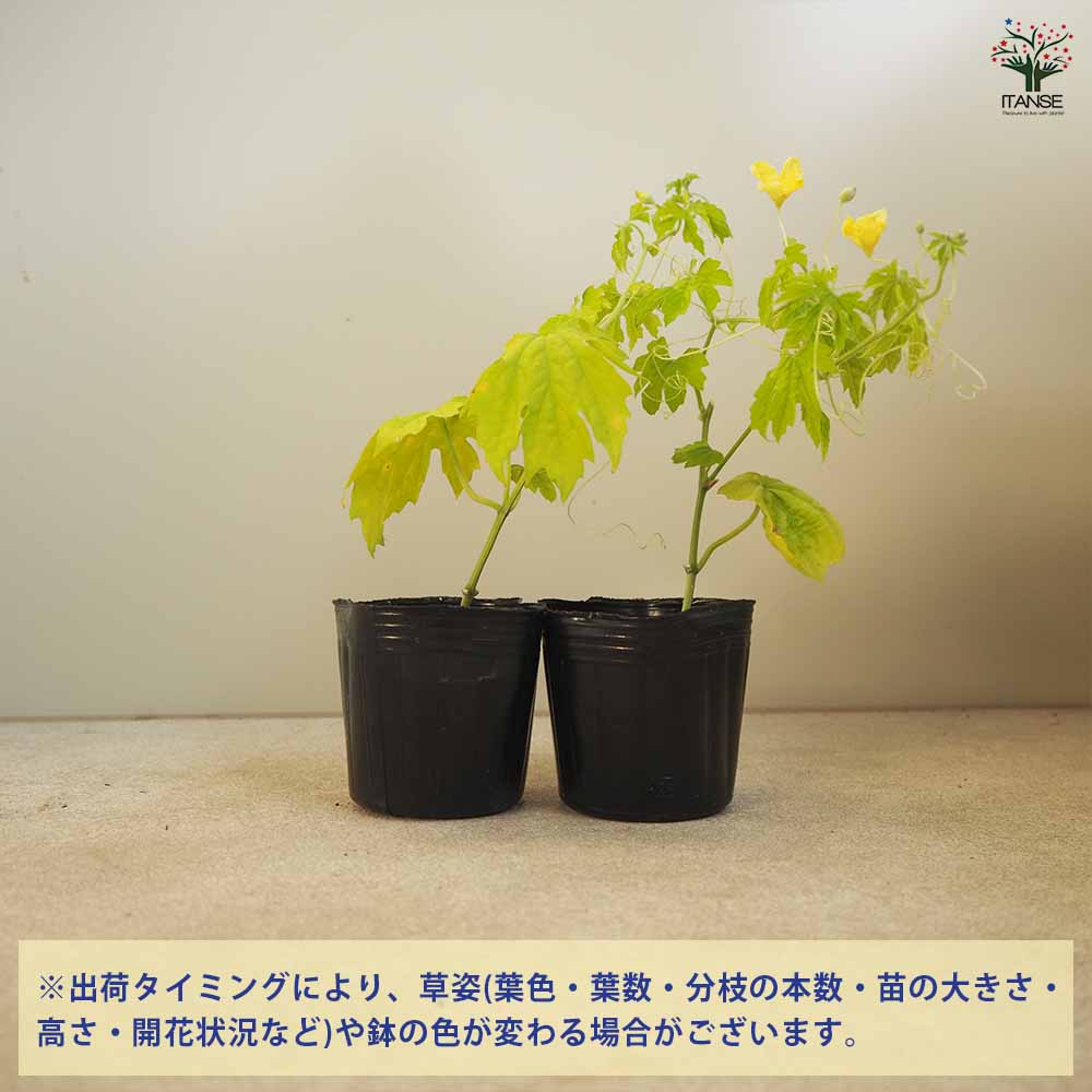 追加商品画像