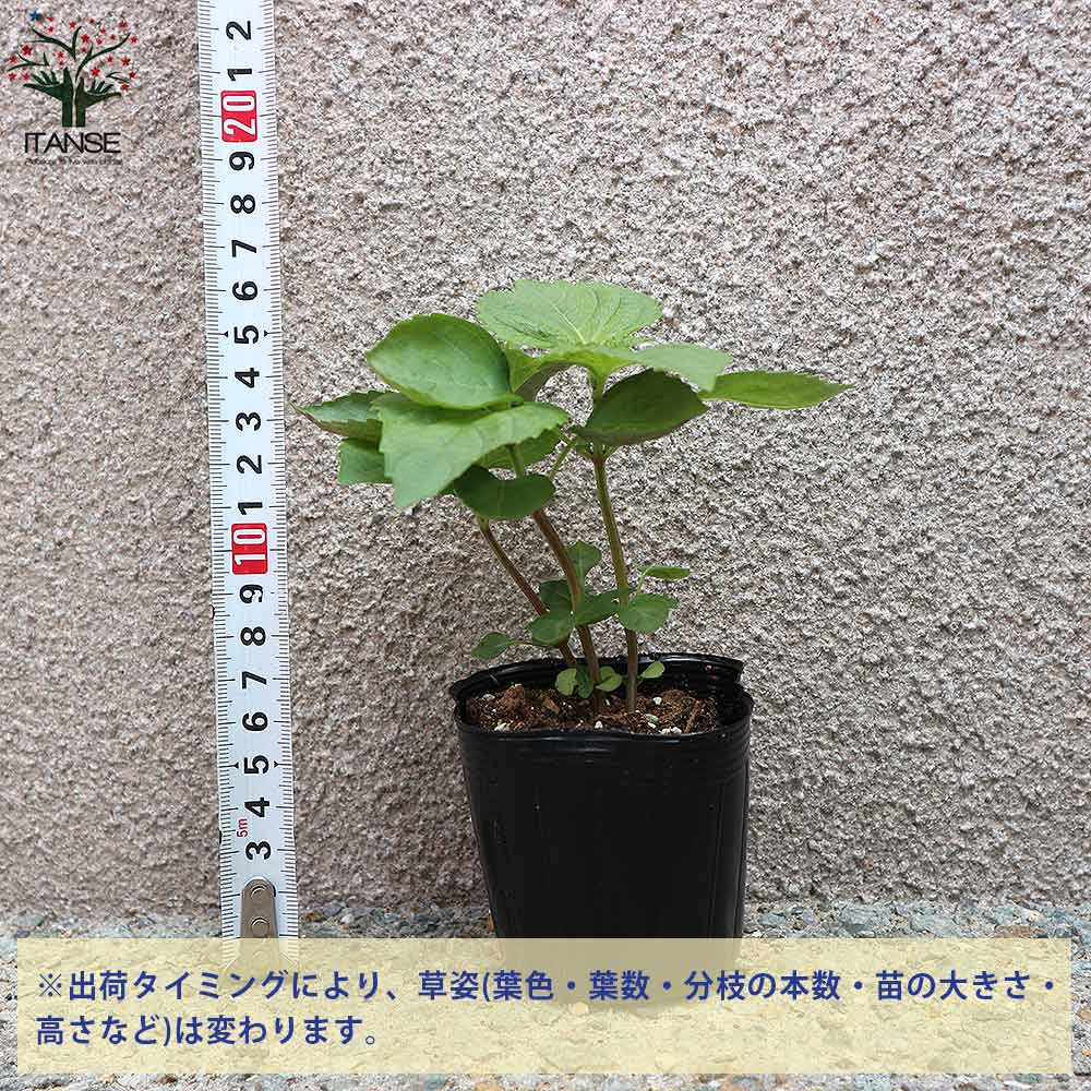 しその苗 青じそ2個～【野菜の苗 7.5cmポット】｜ 【植物の