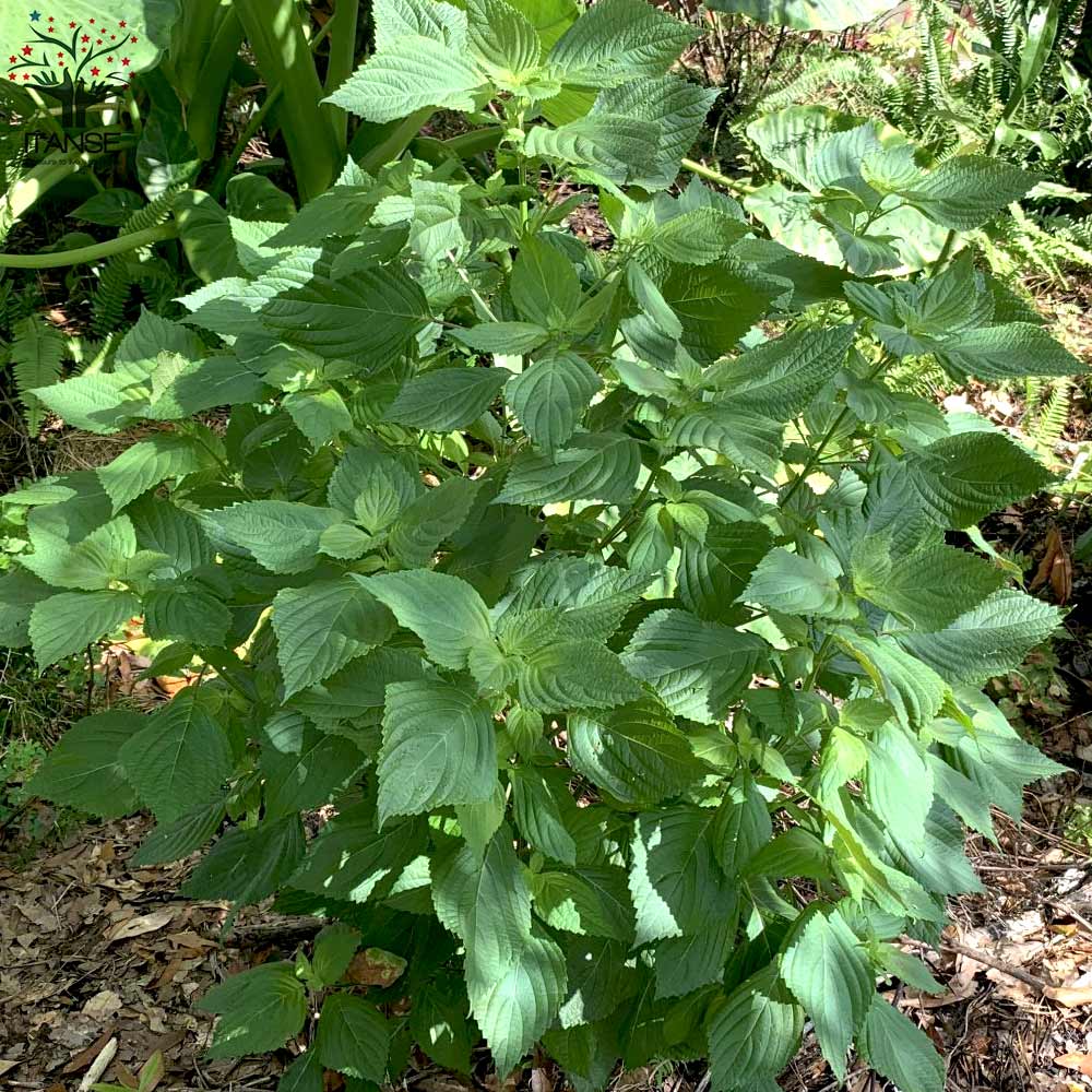 しその苗 青じそ2個～【野菜の苗 7.5cmポット】｜ 【植物の