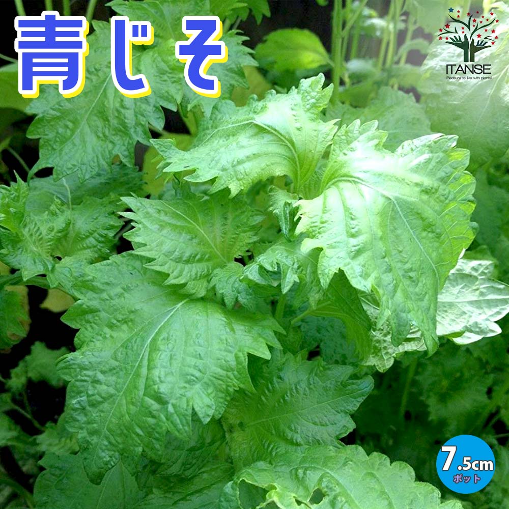 しその苗 青じそ4個～【野菜の苗 7.5cmポット】