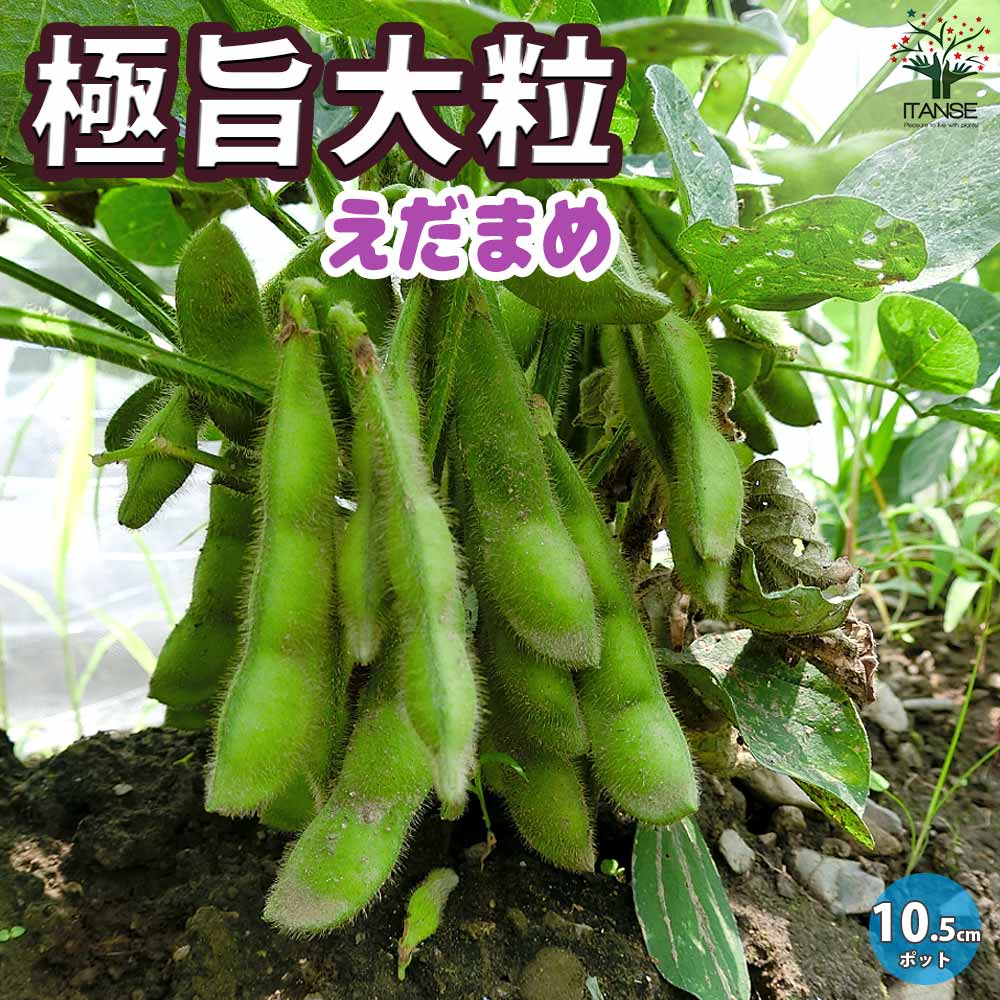枝豆の苗 極早生で多収穫！極旨大粒枝豆3個～【野菜の苗 10.5cmポット】