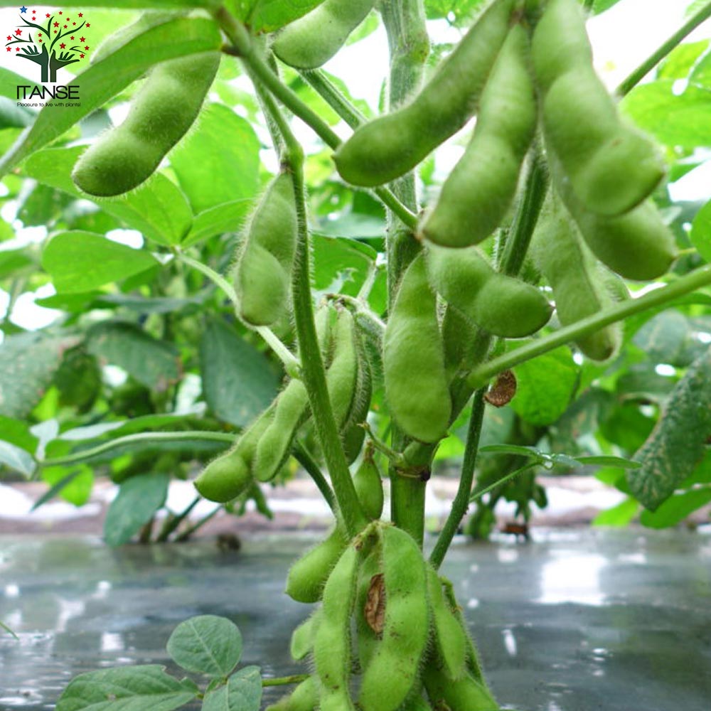 枝豆の苗 秘伝3個～【野菜の苗 10.5cmポット】｜ 【植物のITANSE