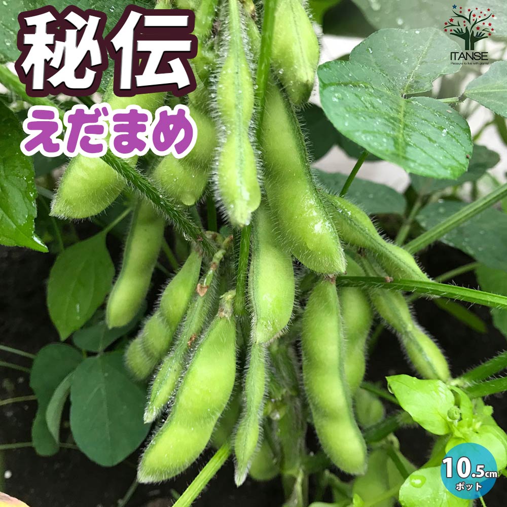 枝豆の苗 秘伝3個～【野菜の苗 10.5cmポット】｜ 【植物のITANSE