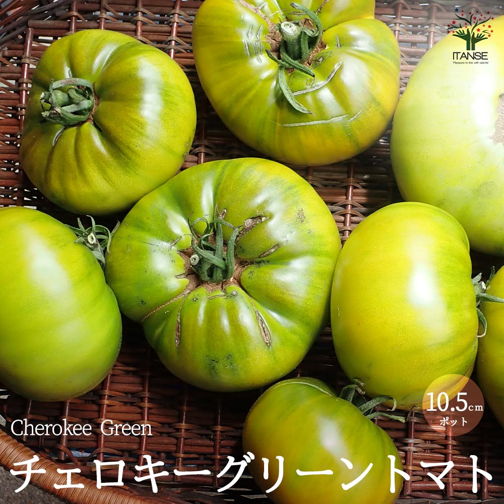 チェロキーグリーントマトの苗 (品種：Cherokee Green／大玉グリーントマト)【固定種野菜苗10.5cmポット 自根苗】