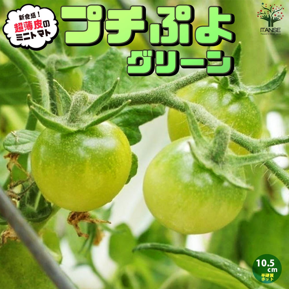 プチtomato様 ご注文品5点