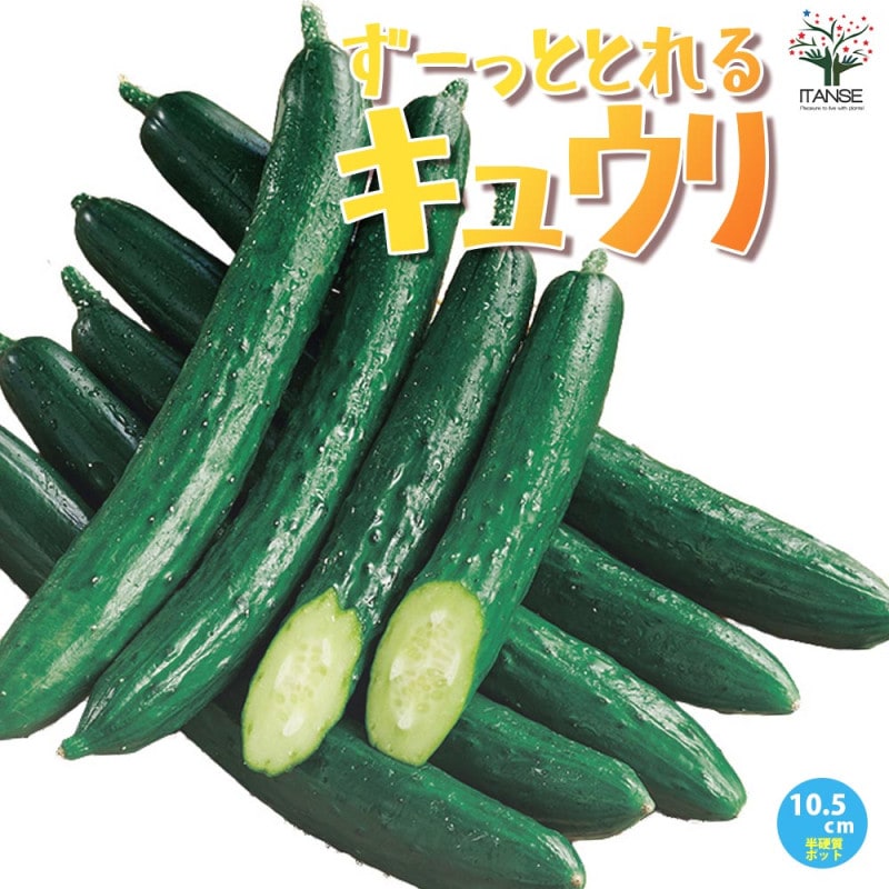 【正規品直輸入】 きゅうりの苗 ずーっととれるキュウリ 接木苗2個～【野菜の苗 店舗用品