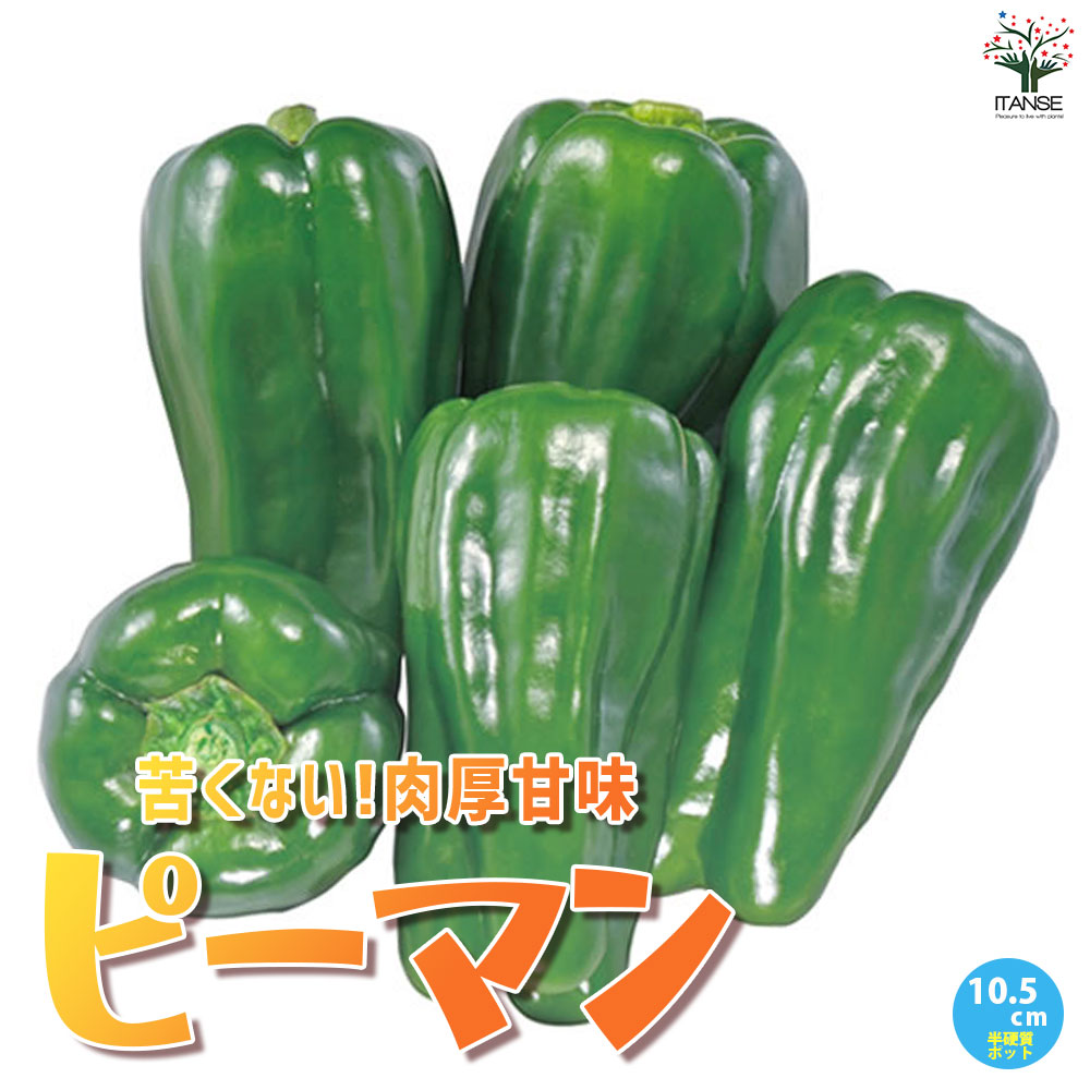 苦くない!肉厚甘味ピーマンの苗2個～【野菜苗10.5cmポット 自根苗】