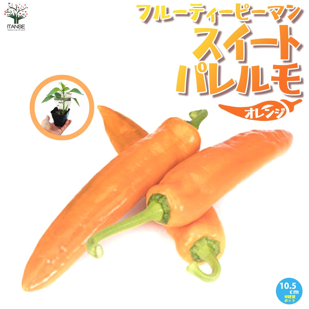 フルーティーピーマン・スイートパレルモ”オレンジ”の苗2個～【野菜苗 10.5cmポット自根苗】