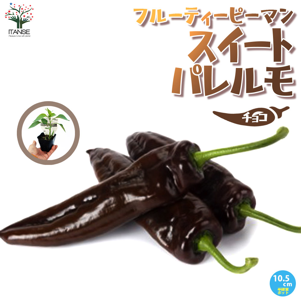 フルーティーピーマン・スイートパレルモ”チョコ”の苗2個～【野菜苗 10.5cmポット自根苗】