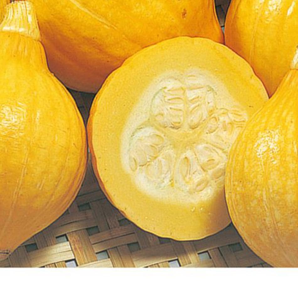 サラダカボチャ・コリンキーの苗2個～【野菜苗 10.5cmポット自根苗】