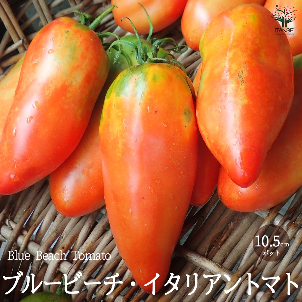 ブルービーチ・イタリアントマトの苗 (品種：Blue Beach Tomato／イタリアントマト)【固定種野菜苗10.5cmポット 自根苗】