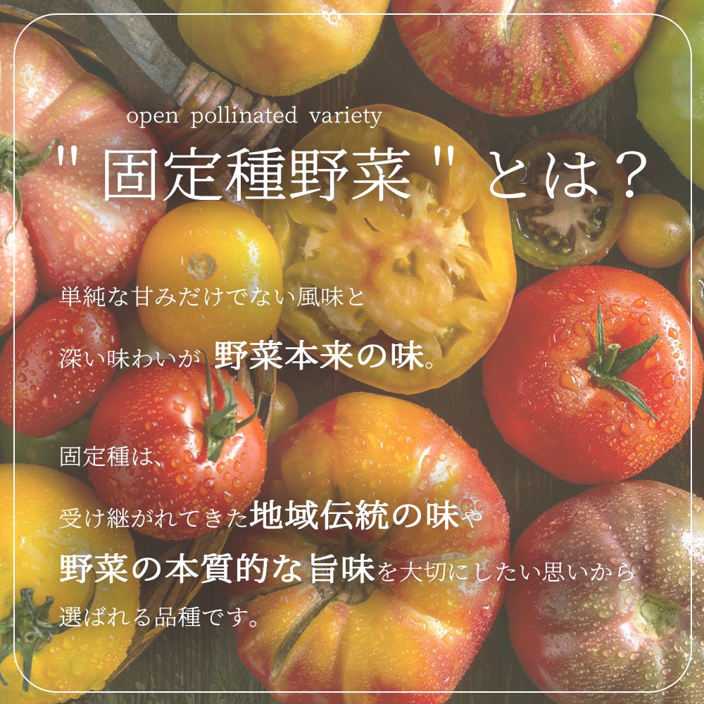 ブラッククリムトマトの苗 (品種：Black krim Tomato)【固定種野菜苗