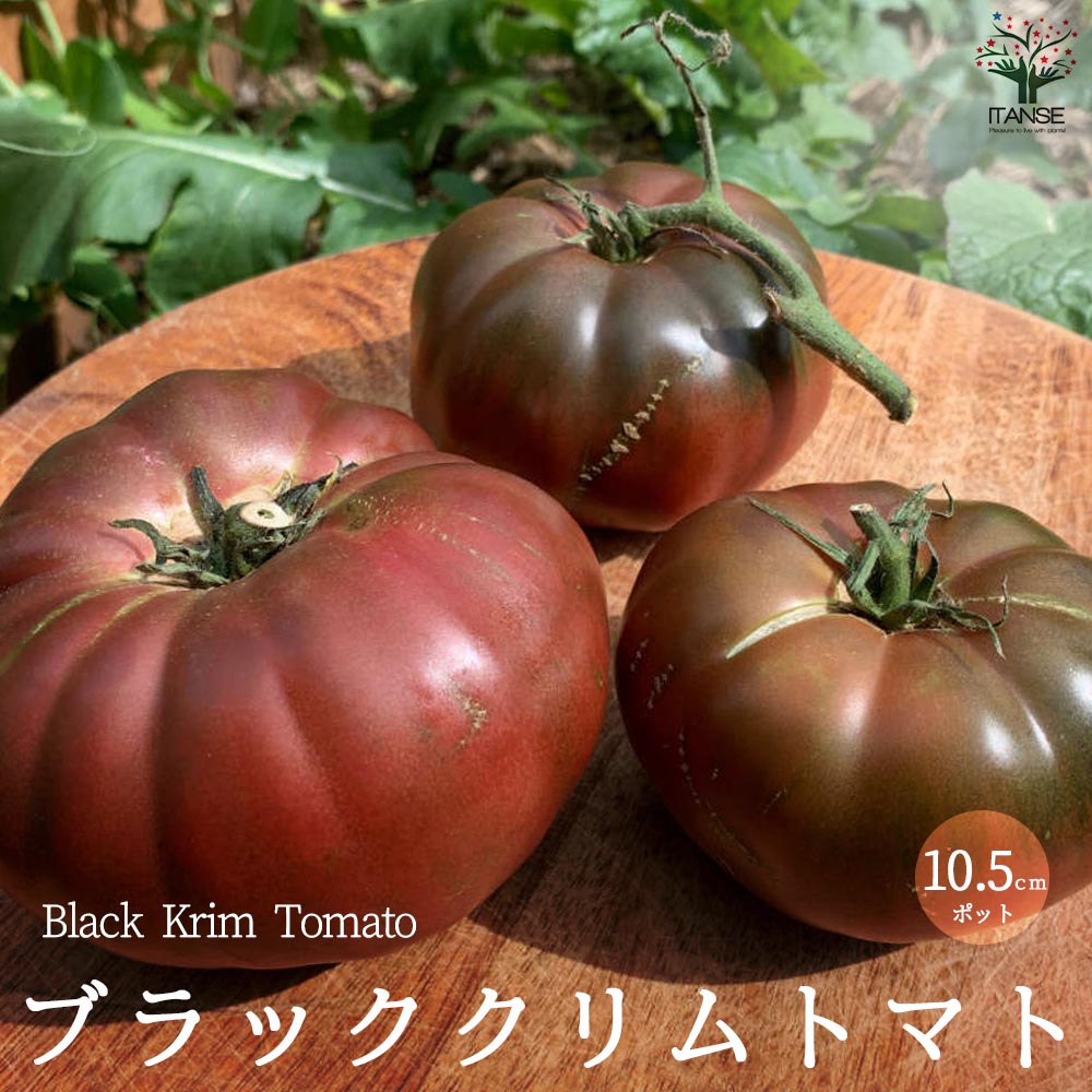 ブラッククリムトマトの苗 (品種：Black krim Tomato)【固定種野菜苗10.5cmポット 自根苗】