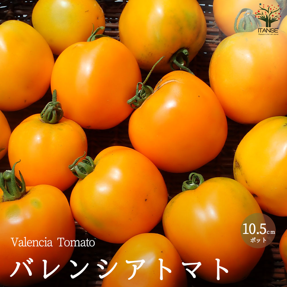 バレンシアトマトの苗 (品種：Valencia Tomato)【固定種野菜苗10.5cmポット 自根苗】