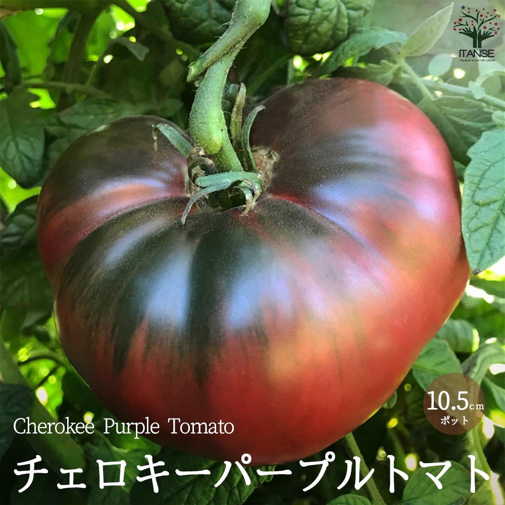 チェロキーパープルトマトの苗 (品種：Cherokee Purple Tomato)【固定種野菜苗10.5cmポット 自根苗】