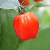 ミニトマト アップルベリー 自根苗2個〜【野菜の苗 10.5cmポット】|トマト|野菜苗
