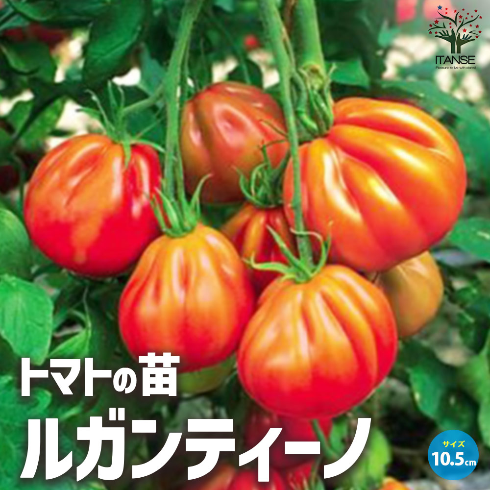 トマト ルガンティーノ 自根苗2個～【野菜の苗 10.5cmポット】