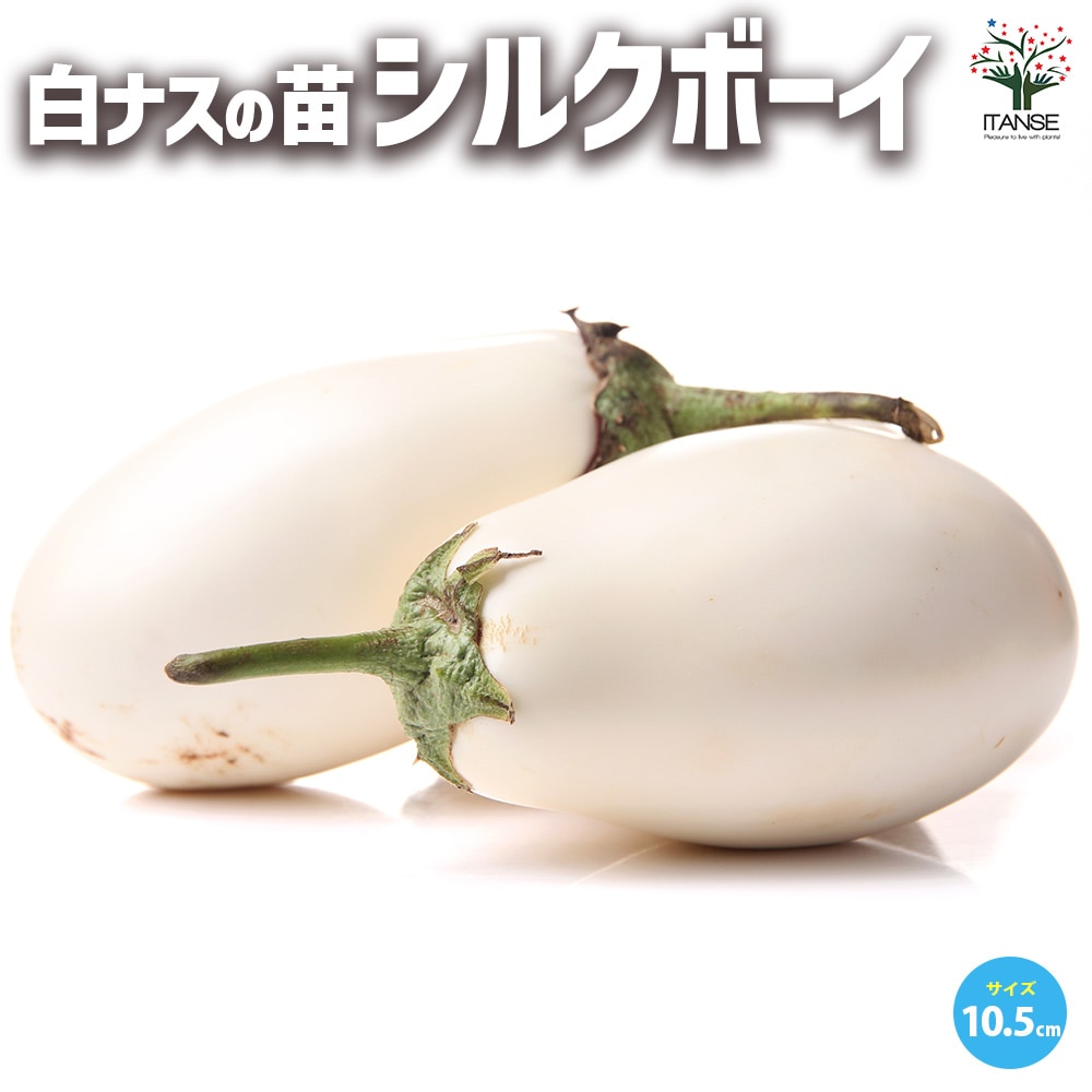 白ナス シルクボーイ 自根苗2個～【野菜の苗 10.5cmポット】