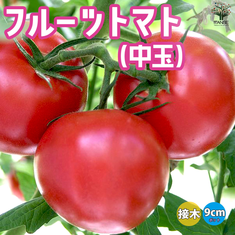 トマトの苗 フルーツトマト(中玉) 接木苗2個～【野菜の苗 9cmポット】