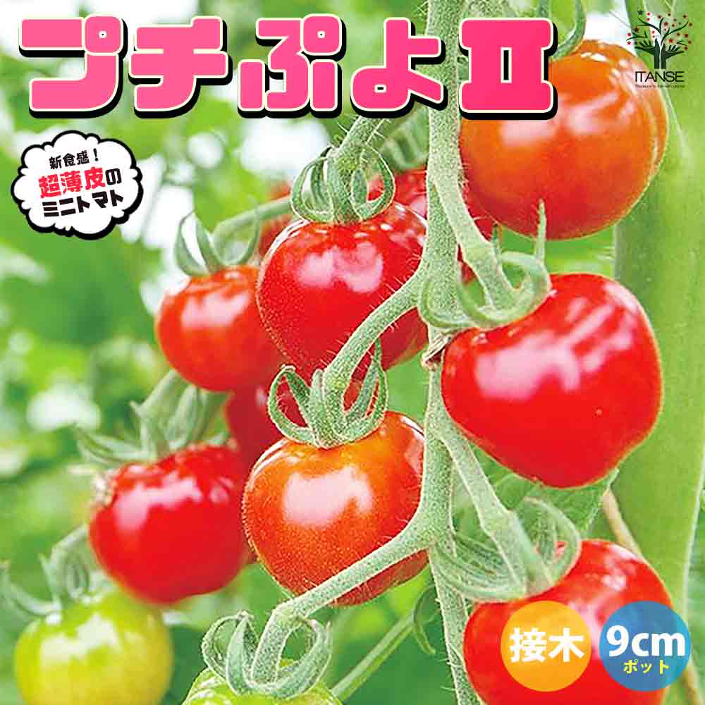 ミニトマトの苗 プチぷよⅡ 赤実 接木苗2個～【野菜の苗 9cmポット】