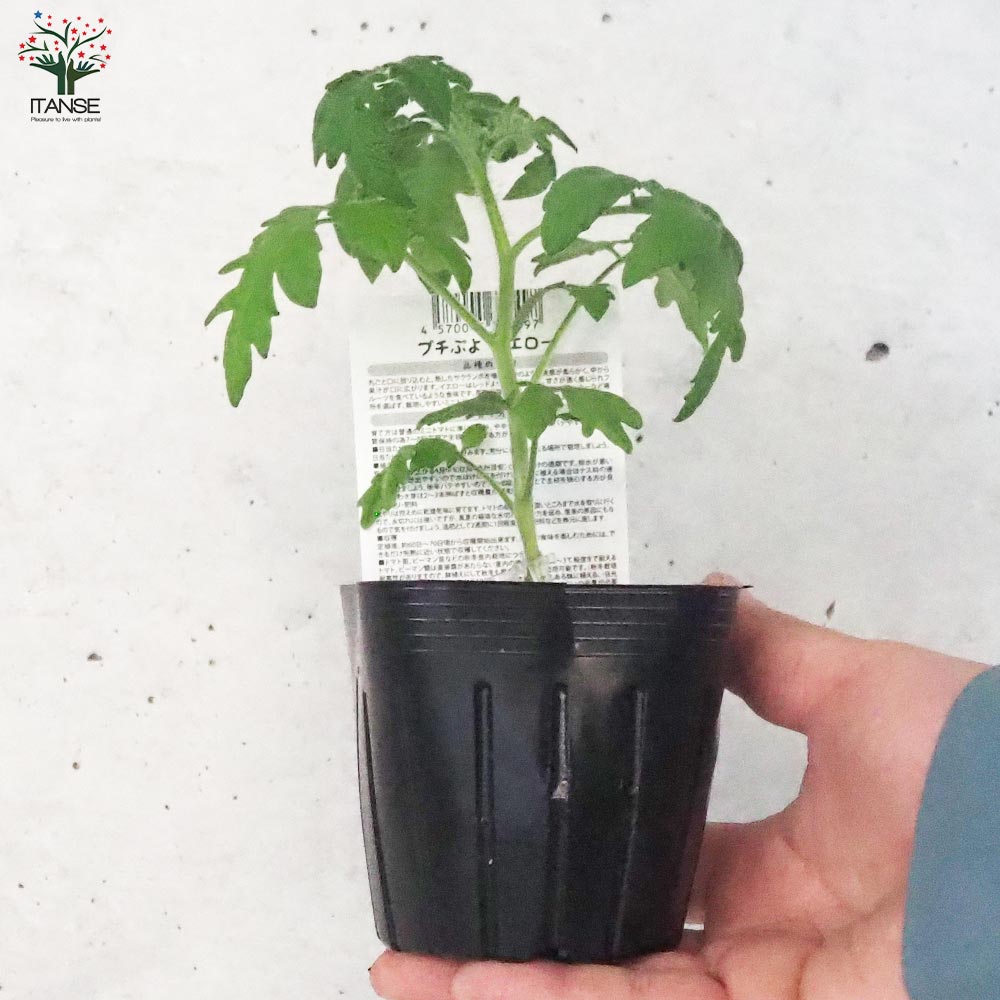 petitトマト エロ ミニトマトの苗 プチぷよ 黄色実 接木苗2個～【野菜の苗 9cmポット】｜ 【植物のＩＴＡＮＳＥ】全品送料無料・即出荷!