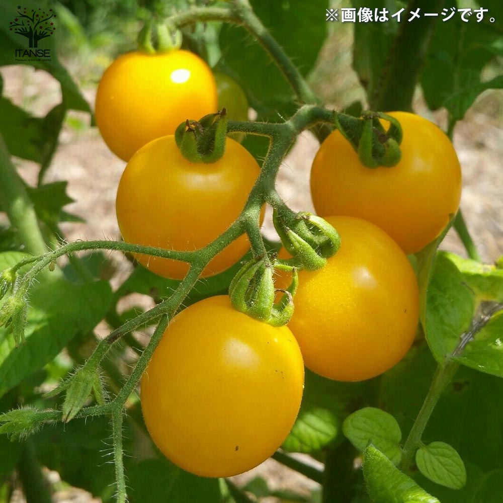 プチトマト エロ