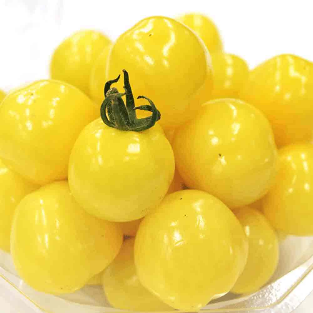 ミニトマトの苗 プチぷよ 黄色実 接木苗2個～【野菜の苗 9cmポット】