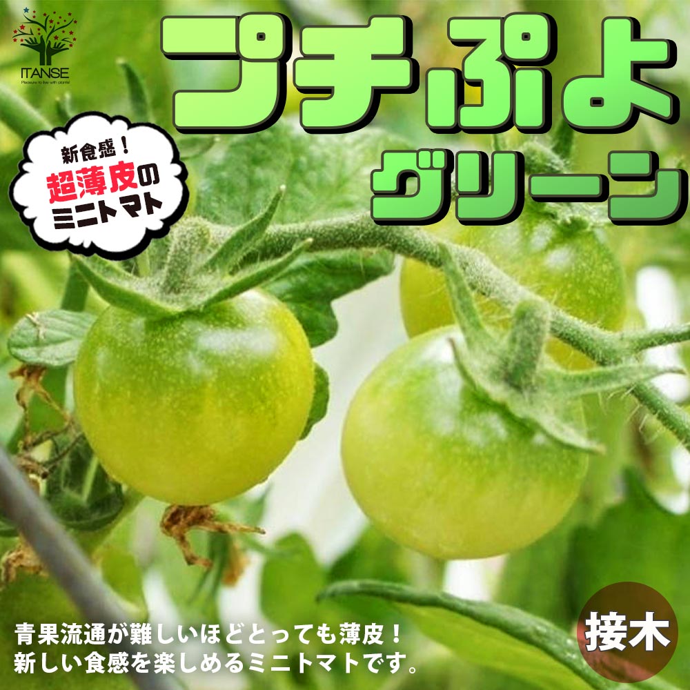 ミニトマトの苗 プチぷよ グリーン 接木苗【野菜の苗 9cmポット】