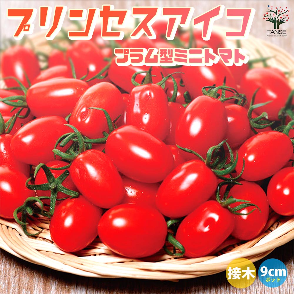 ミニトマトの苗 プリンセスアイコ 接木苗2個～【野菜の苗 9cmポット】