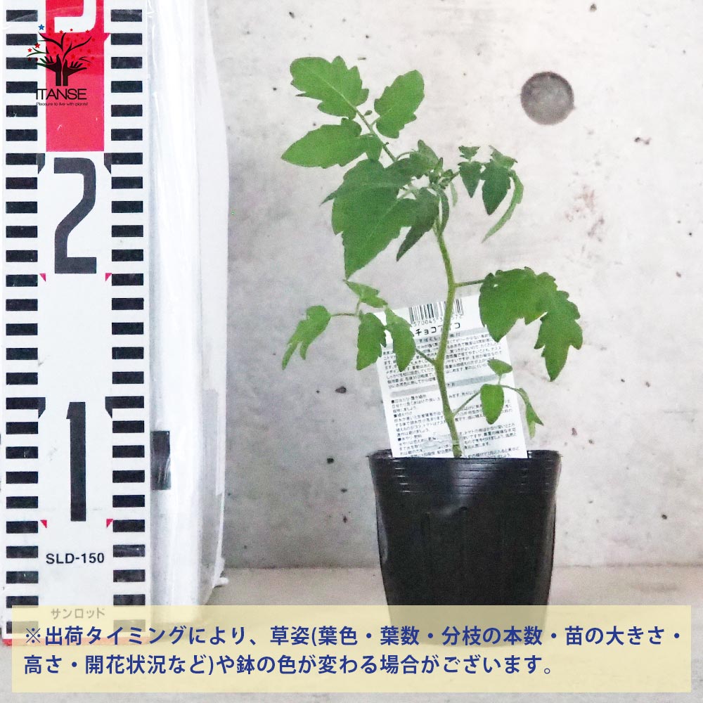 ミニトマトの苗 チョコアイコ 接木苗2個～【野菜の苗 9cmポット
