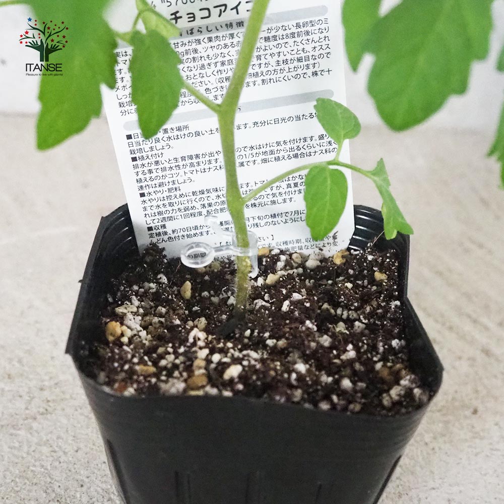 植えどきの旬！山菜の横綱アイコ苗！お得の25芽　春用　おまけ付き 植えどきの旬 山菜の横綱アイコ苗 お得の25芽 春用